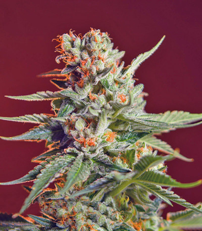 Семена сорта San Fernando Lemon Kush fem (Sweet Seeds)