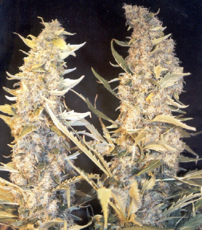 Семена сорта Skunk Special fem (Female Seeds)