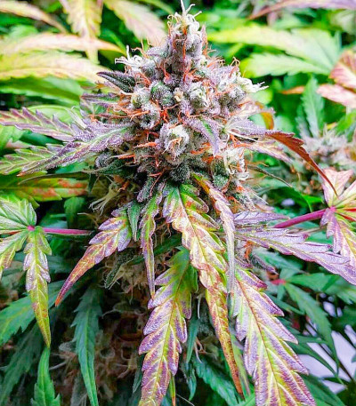 Семена сорта Vision Jack Auto Fem (Vision Seeds)