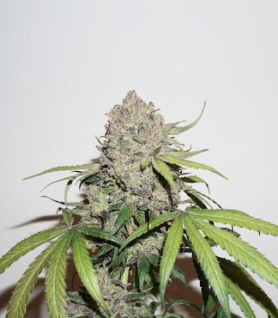 семена марихуаны CBD Charlotte’s Angel (Dutch Passion)