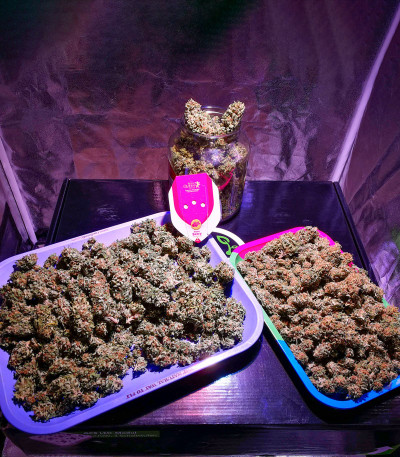 Семена сорта Haze Berry fem (Royal Queen Seeds)