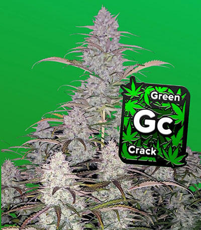 Семена сорта Green Crack Auto fem (FastBuds)