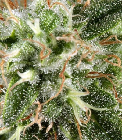 Семена сорта White Rhino fem (Green House Seeds)
