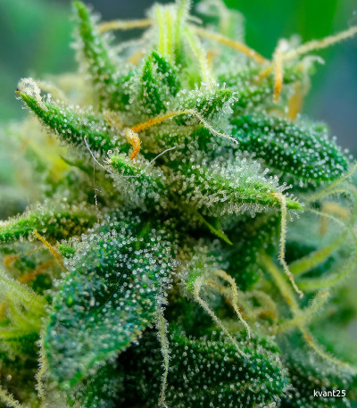 Семена сорта Tangie Auto fem