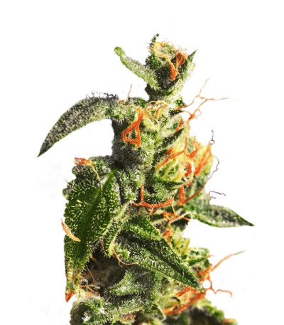 Семена сорта Diesel Glue (BCN Diesel) fem