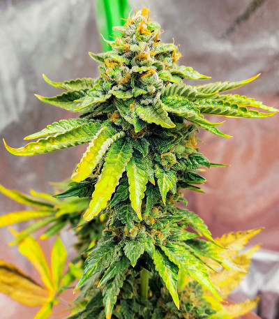 Семена сорта AK 47 Fast Version fem (Семяныч)