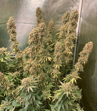 Семена сорта American Pie fem (Pyramid Seeds)