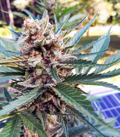 Семена сорта Pineapple Glue fem (Advanced Seeds)