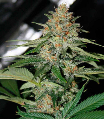 Куст конопли Delicious Candy Early Version