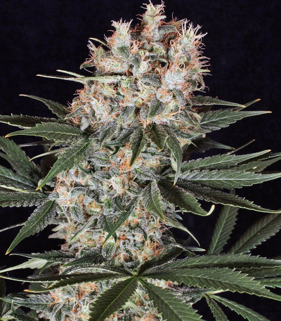 Сорт конопли Ortega Indica