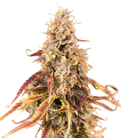 Семена сорта Apricot Auto fem (FastBuds)