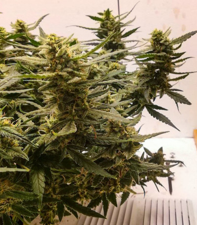 Семена сорта Alpha 21 fem (AlphaFem Seeds)