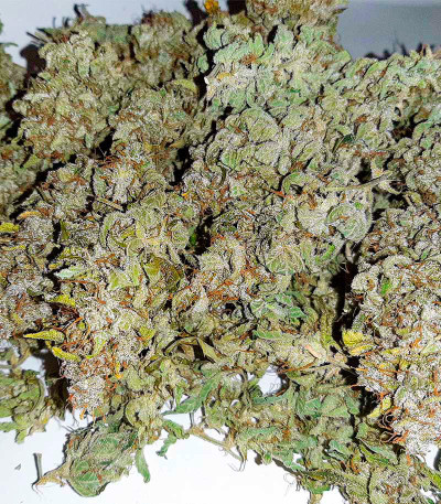 Семена сорта Big Satana Auto fem (Семяныч)