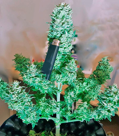 Семена сорта Sweet Amnesia Haze XL Auto fem (Sweet Seeds)