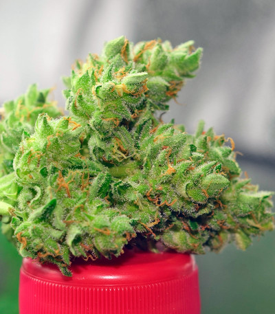 Семена сорта Pandora Auto fem (Paradise Seeds)