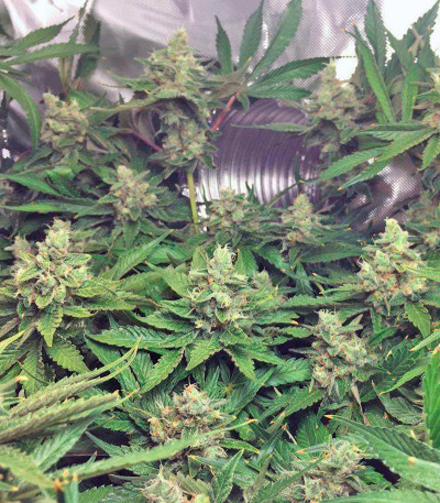 Семена сорта Lemon Skunk fem (Green House Seeds)