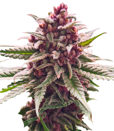 Семена сорта Still Bubba fem (AlphaFem Seeds)