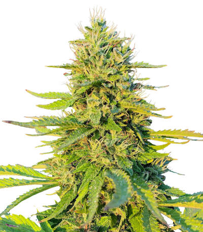 Семена сорта Gorilla Glue #4 Fast Version fem (Easy Grow Seeds)