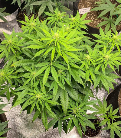 Семена сорта Auto NHL Diesel fem (Victory Seeds)