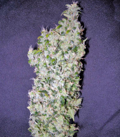 Семена сорта Chemdog fem (Green House Seeds)