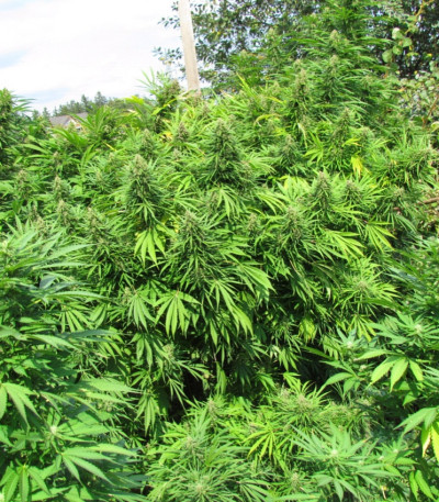 Семена сорта Easy Sativa fem (Female Seeds)