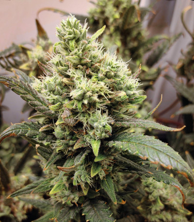 Семена сорта Gelato Auto fem (FastBuds)