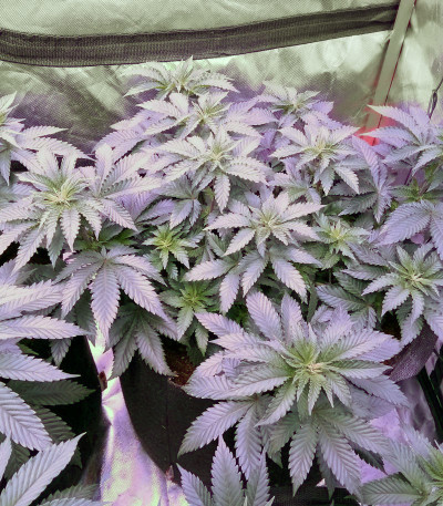 Семена сорта Triple Cheese fem (Barney's Farm)