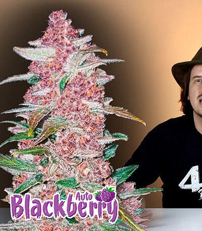 Семена сорта Blackberry auto fem (FastBuds)