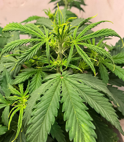 Семена сорта Auto Chocolate Kush fem (00 Seeds)