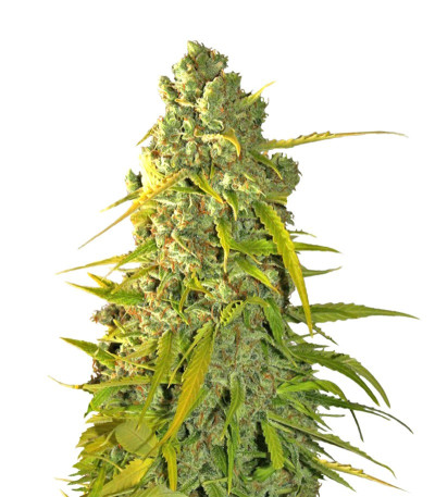 Семена сорта Buddha Calamity Jane Auto fem (Buddha Seeds)
