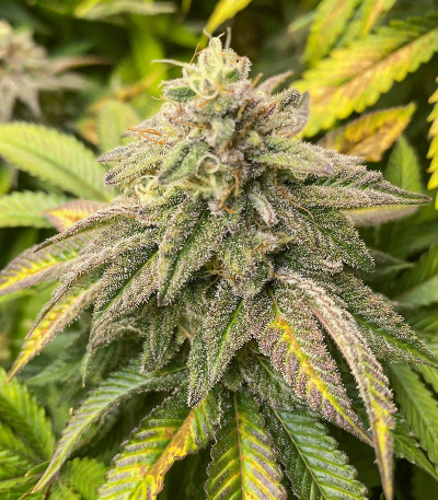 Семена сорта Bruce Banner # fem (AlphaFem Seeds)