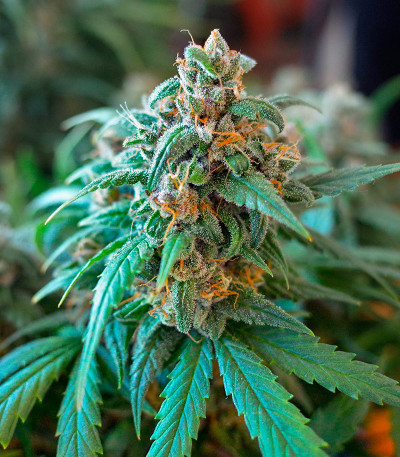 Семена сорта CBD Apple Betty Auto fem (Herbies Seeds)