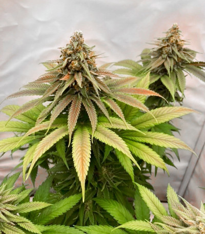 Семена сорта Chemical Bride fem (Green House Seeds)