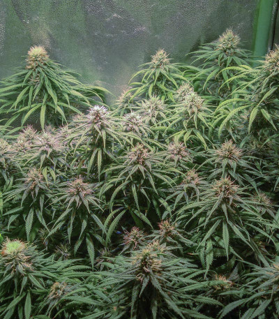 Семена сорта Mazar fem (Dutch Passion)