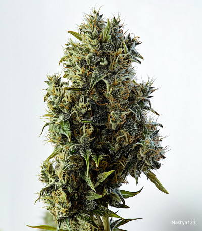 Семена сорта Shiskaberry fem (Семяныч)