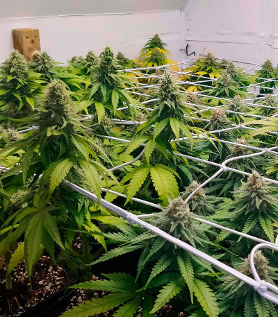 Семена сорта Sherbert Gorilla fem (Dr. Krippling Seeds)