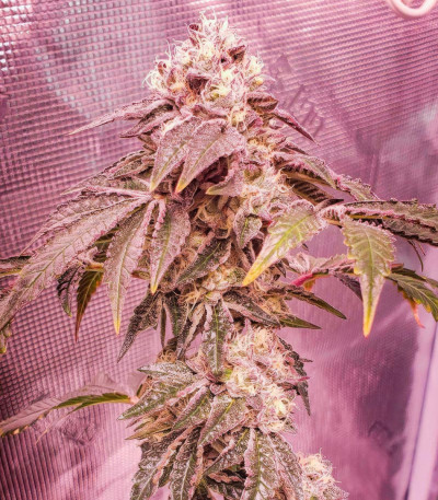 Семена сорта Vanilla Frosting fem (Humboldt Seed Company)