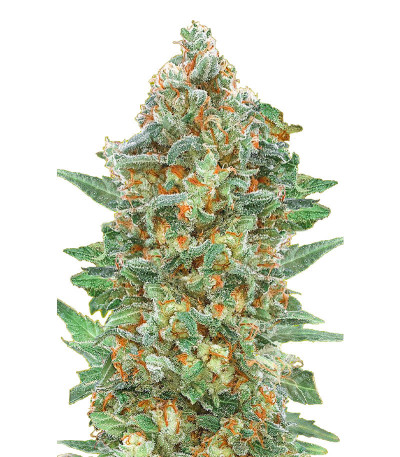 Семена сорта Auto Critical Lemon CBD fem (Advanced Seeds)