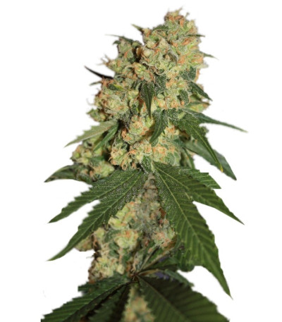 Семена сорта Warlock reg (Serious Seeds)