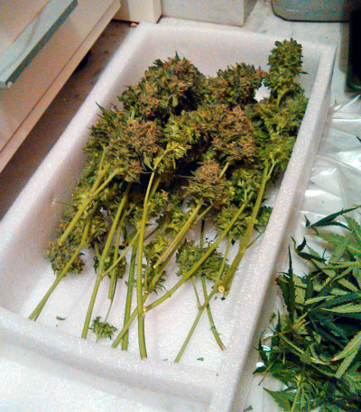 Семена сорта Vertigo Auto fem (Paradise Seeds)