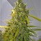 Семена сорта Buddha Calamity Jane Auto fem (Buddha Seeds)