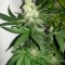 Семена сорта Ice fem (Royal Queen Seeds)