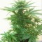 Семена сорта Royal Bluematic Auto fem (Royal Queen Seeds)