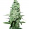 Семена сорта AK 47 reg (Serious Seeds)