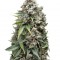 Семена сорта Ak 74 Auto fem (Trikoma Seeds)