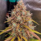 Семена сорта Mandarin Thuggee Auto fem (AlphaFem Seeds)