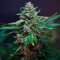Семена сорта HighCloudZ Auto fem от Green House Seeds