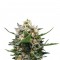 Семена сорта Royal Medic CBD fem (Royal Queen Seeds)