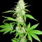 Семена сорта Amnesia Ganja Haze fem (Sumo Seeds)