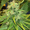 Семена сорта American Pie fem (Pyramid Seeds)